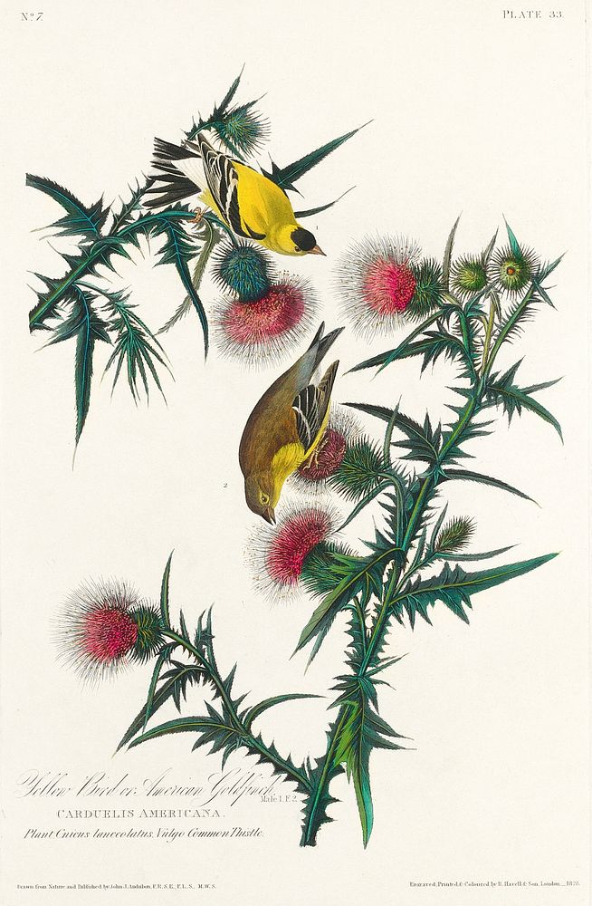 American Goldfinch from Birds of America (1827) by John James Audubon, etched by William Home Lizars. Original from…