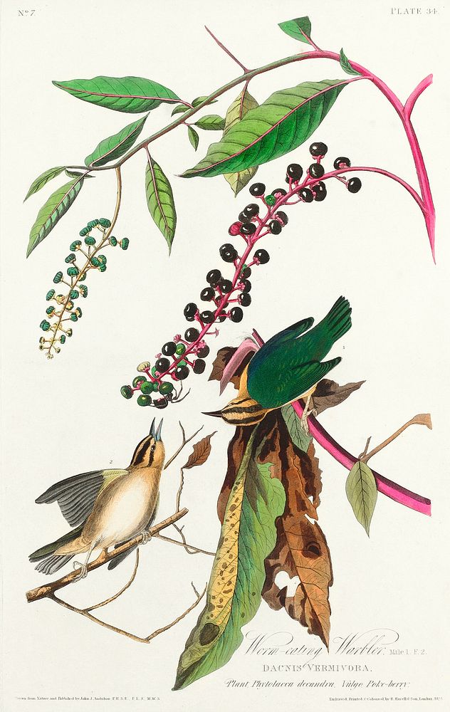 Worm eating Warbler from Birds of America (1827) by John James Audubon, etched by William Home Lizars. Original from…