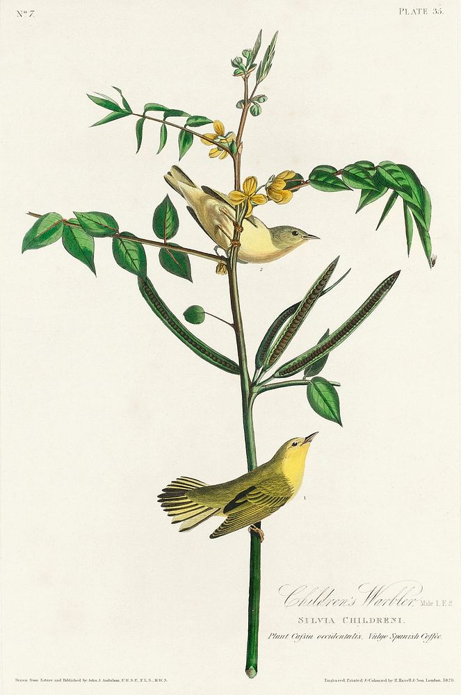 Children's Warbler from Birds of America (1827) by John James Audubon, etched by William Home Lizars. Original from…