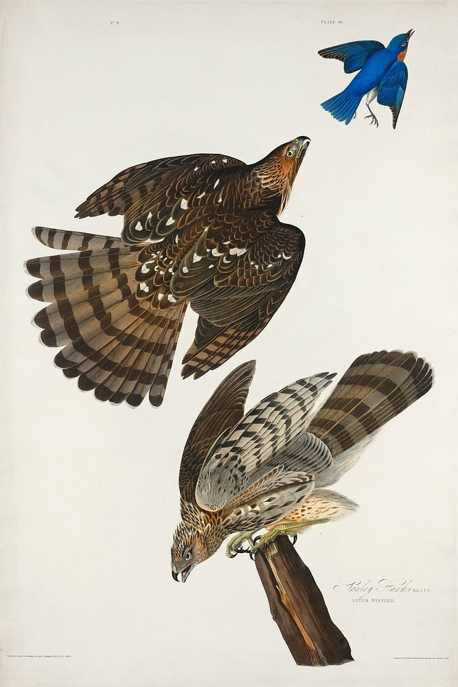 Stanley Hawk from Birds of America (1827) by John James Audubon, etched by William Home Lizars. Original from University of…