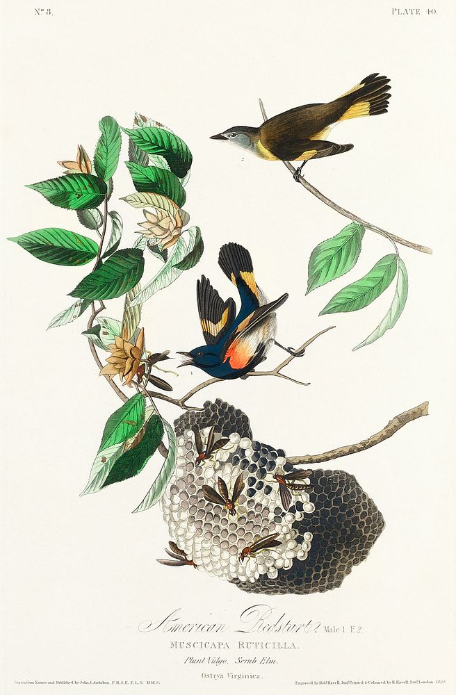 American Redstart from Birds of America (1827) by John James Audubon, etched by William Home Lizars. Original from…