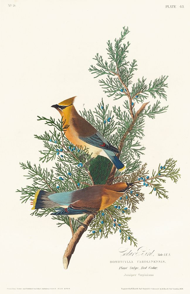 Cedar Bird from Birds of America (1827) by John James Audubon, etched by William Home Lizars. Original from University of…