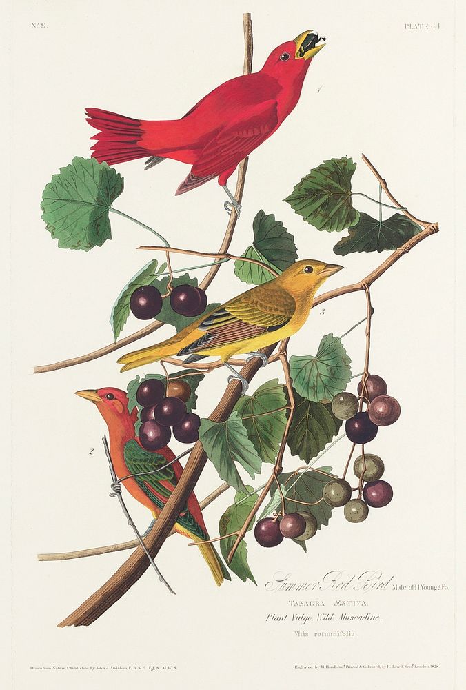 Summer Red Bird from Birds of America (1827) by John James Audubon, etched by William Home Lizars. Original from University…