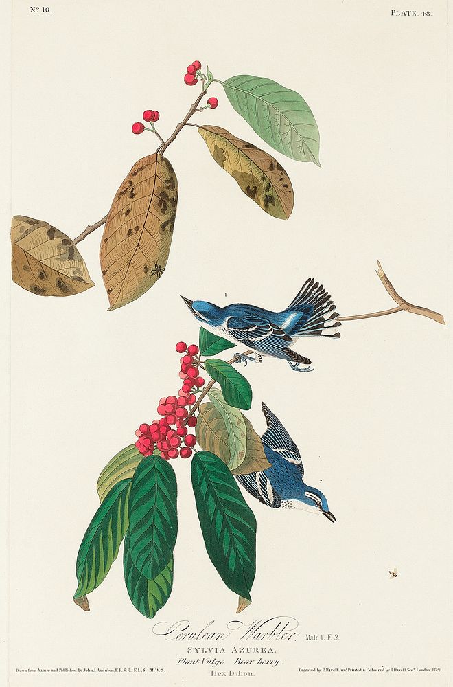 Azure Warbler from Birds of America (1827) by John James Audubon, etched by William Home Lizars. Original from University of…