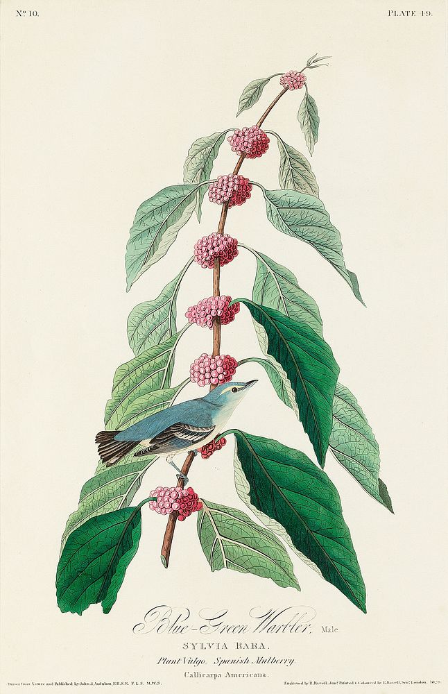 Blue-green Warbler from Birds of America (1827) by John James Audubon, etched by William Home Lizars. Original from…
