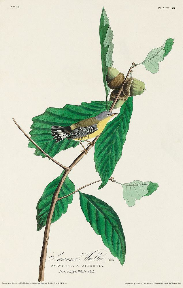 Black & Yellow Warbler from Birds of America (1827) by John James Audubon, etched by William Home Lizars. Original from…