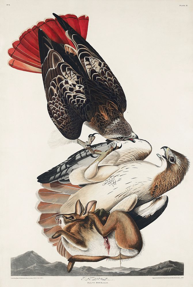 Red-tailed Hawk from Birds of America (1827) by John James Audubon, etched by William Home Lizars. Original from University…