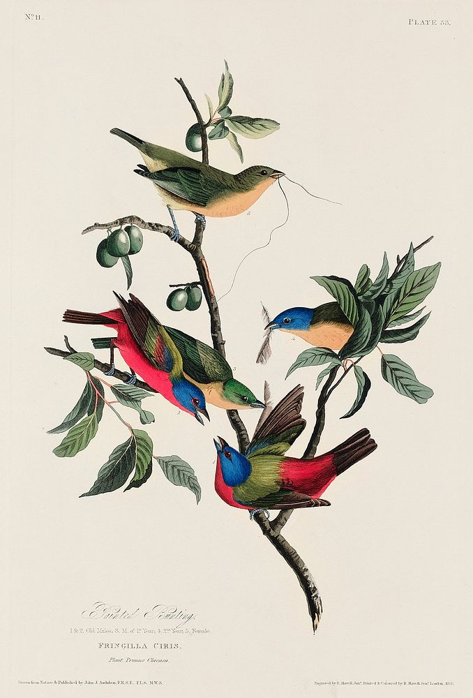 Painted Finch from Birds of America (1827) by John James Audubon, etched by William Home Lizars. Original from University of…