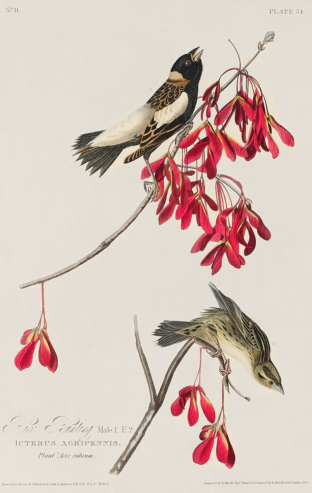 Rice Bird from Birds of America (1827) by John James Audubon, etched by William Home Lizars. Original from University of…