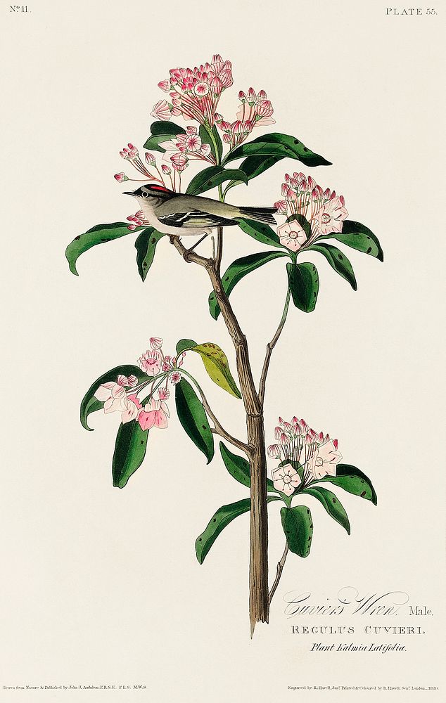 Cuvier's Kinglet from Birds of America (1827) by John James Audubon, etched by William Home Lizars. Original from University…