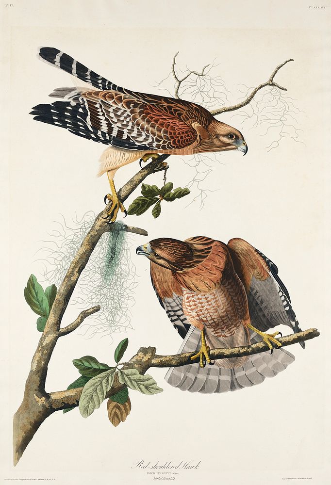 Red-shouldered Hawk from Birds of America (1827) by John James Audubon, etched by William Home Lizars. Original from…