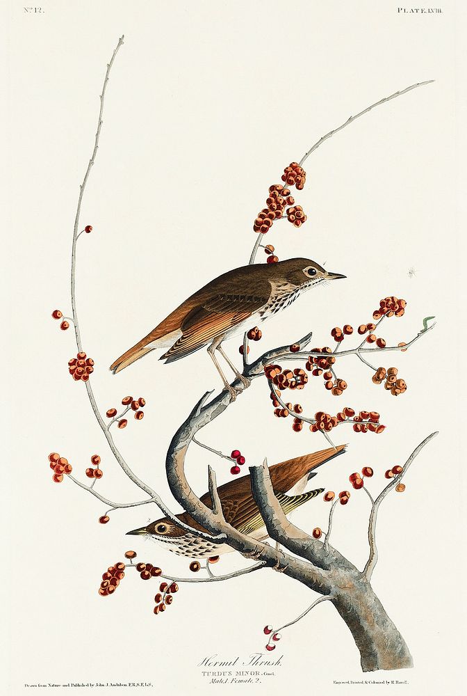 Hermit Thrush from Birds of America (1827) by John James Audubon, etched by William Home Lizars. Original from University of…