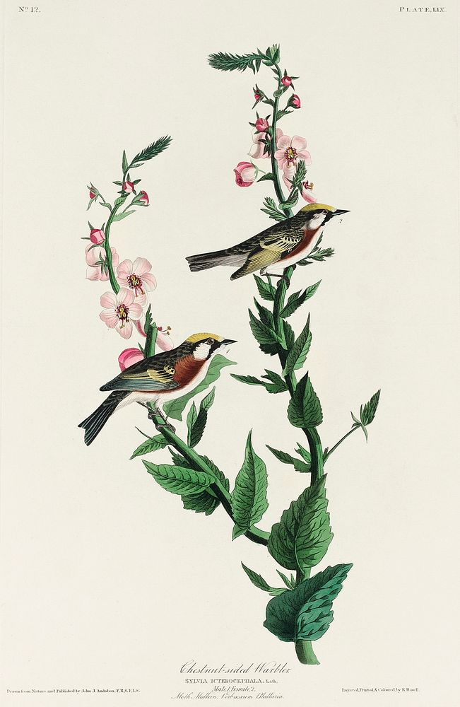 Chestnut-sided Warbler from Birds of America (1827) by John James Audubon, etched by William Home Lizars. Original from…