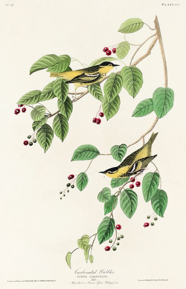 Carbonated Warbler from Birds of America (1827) by John James Audubon, etched by William Home Lizars. Original from…
