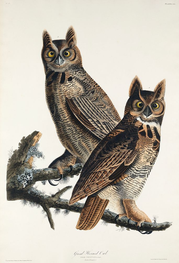 Great Horned Owl from Birds of America (1827) by John James Audubon, etched by William Home Lizars. Original from University…