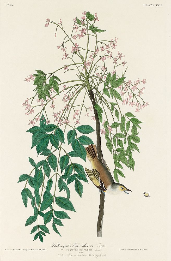 White-eyed Flycatcher, or Vireo from Birds of America (1827) by John James Audubon, etched by William Home Lizars. Original…