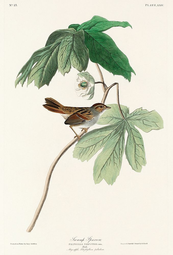 Swamp Sparrow from Birds of America (1827) by John James Audubon, etched by William Home Lizars. Original from University of…