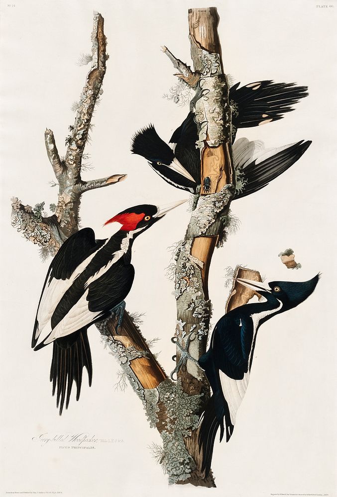 Ivory-billed Woodpecker from Birds of America (1827) by John James Audubon, etched by William Home Lizars. Original from…