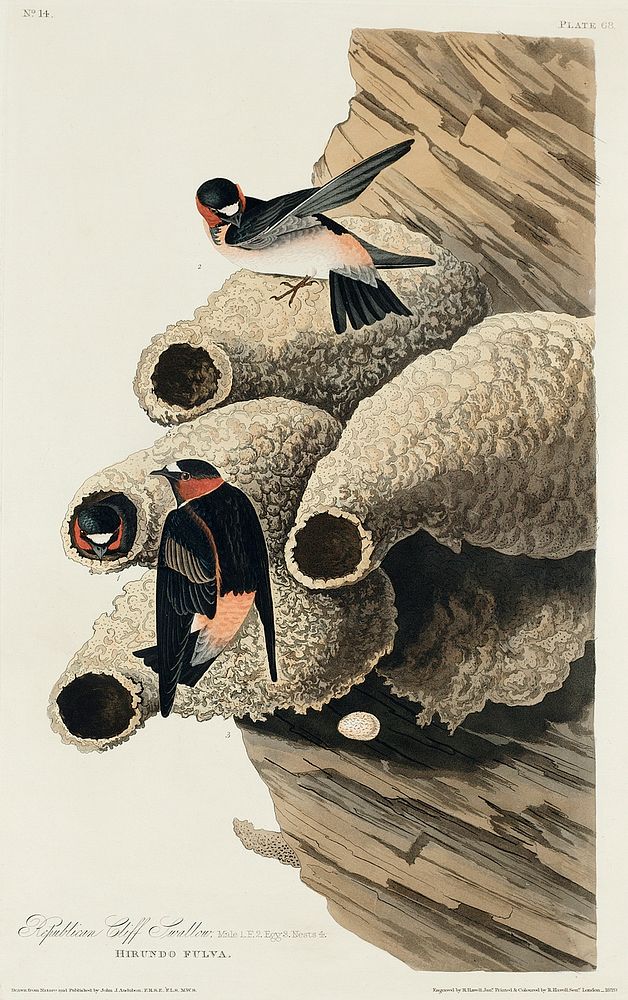 Republican, or Cliff Swallow from Birds of America (1827) by John James Audubon, etched by William Home Lizars. Original…