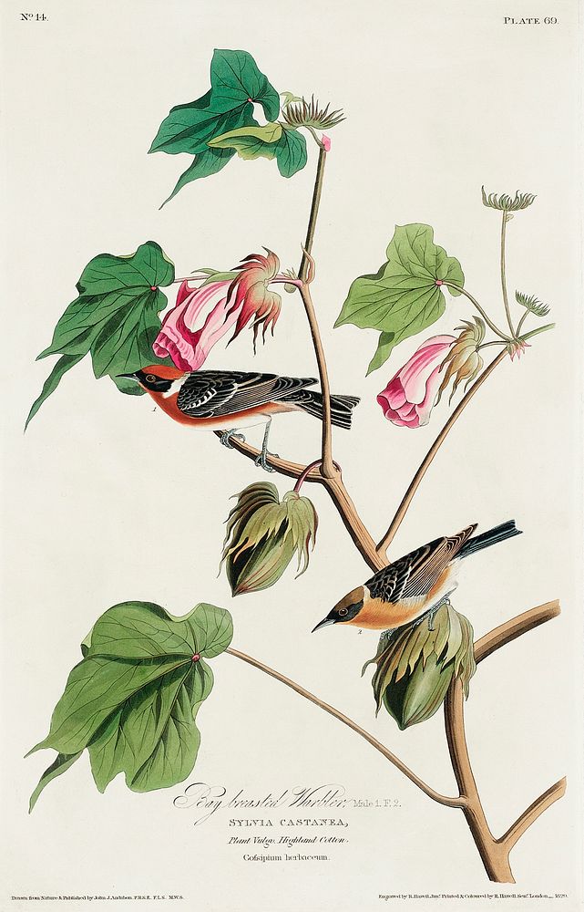 Bay-breasted Warbler from Birds of America (1827) by John James Audubon, etched by William Home Lizars. Original from…