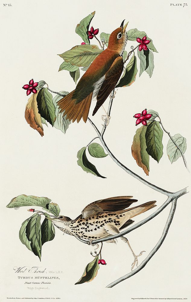 Wood Thrush from Birds of America (1827) by John James Audubon, etched by William Home Lizars. Original from University of…
