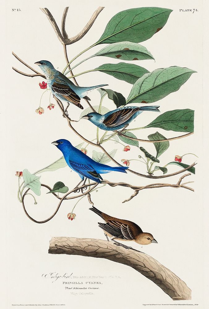Indigo Bird from Birds of America (1827) by John James Audubon, etched by William Home Lizars. Original from University of…