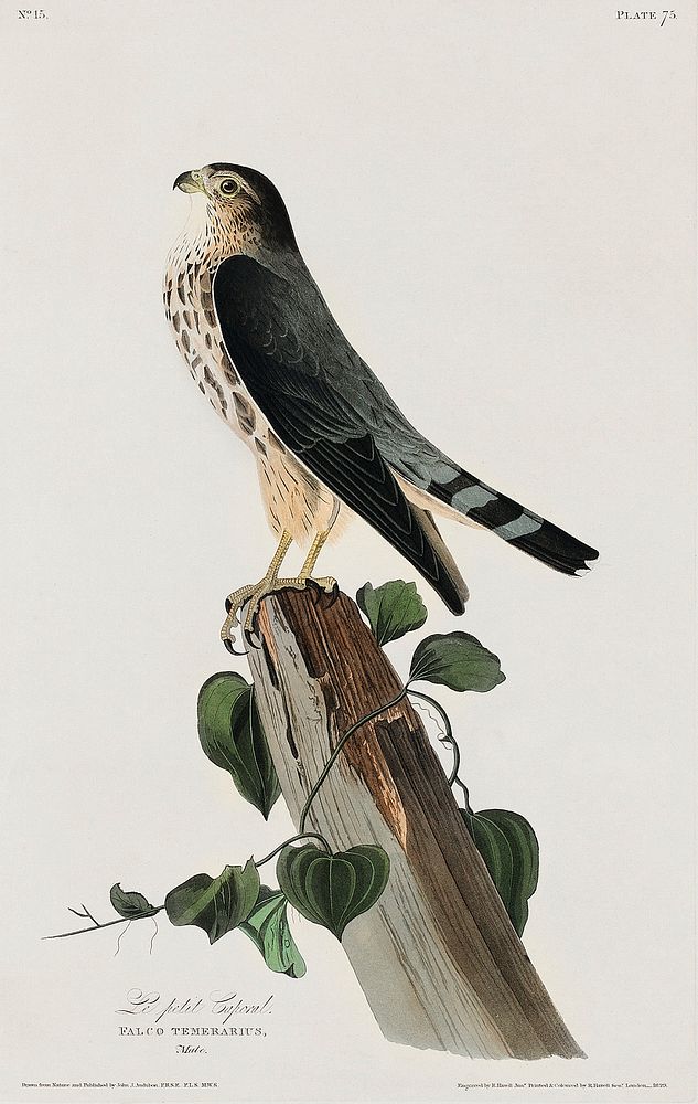 Le Petit Caporal from Birds of America (1827) by John James Audubon, etched by William Home Lizars. Original from University…