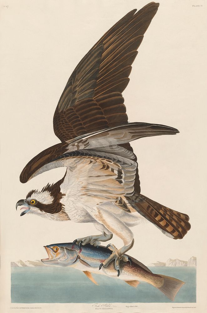 Fish Hawk, or Osprey from Birds of America (1827) by John James Audubon, etched by William Home Lizars. Original from…