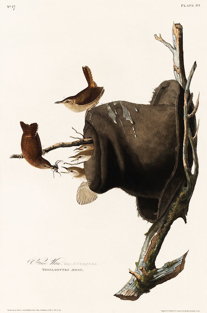 House Wren from Birds of America (1827) by John James Audubon, etched by William Home Lizars. Original from University of…