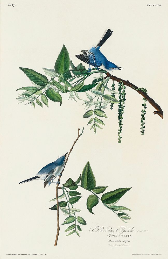 Blue-Grey Fly-catcher from Birds of America (1827) by John James Audubon, etched by William Home Lizars. Original from…