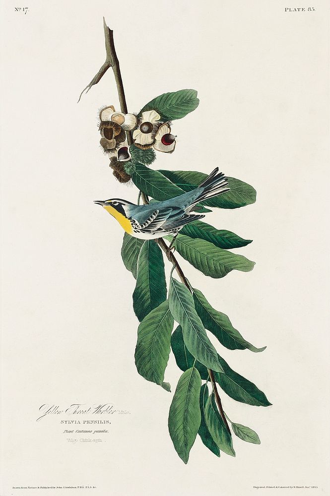 Yellow Throated Warbler from Birds of America (1827) by John James Audubon, etched by William Home Lizars. Original from…