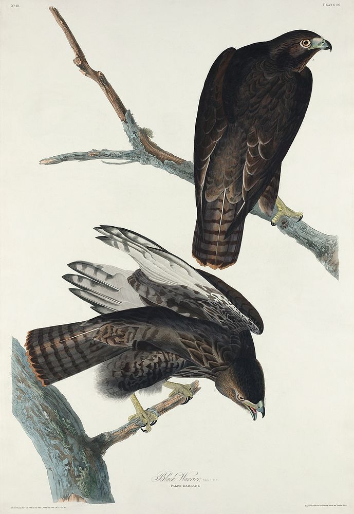 Black Warrior from Birds of America (1827) by John James Audubon, etched by William Home Lizars. Original from University of…