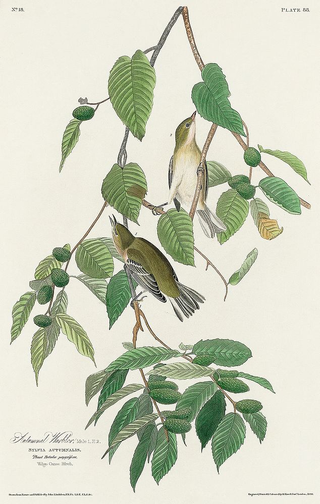 Autumnal Warbler from Birds of America (1827) by John James Audubon, etched by William Home Lizars. Original from University…