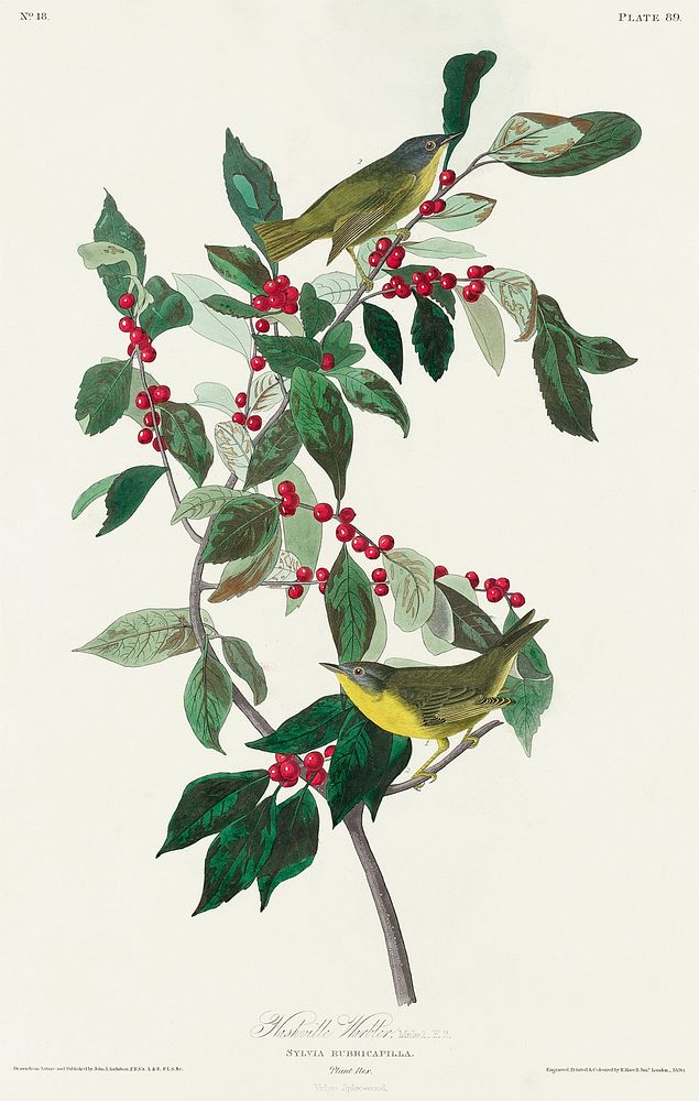 Nashville Warbler from Birds of America (1827) by John James Audubon, etched by William Home Lizars. Original from…