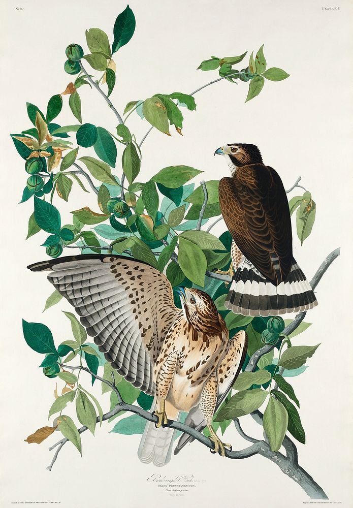 Broad-winged Hawk from Birds of America (1827) by John James Audubon, etched by William Home Lizars. Original from…