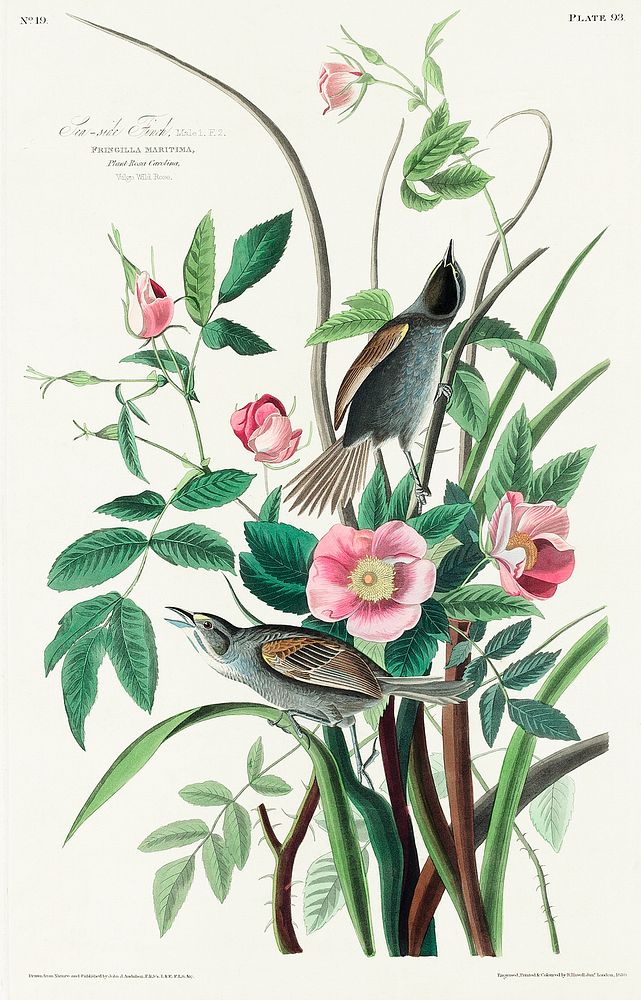 Seaside Finch from Birds of America (1827) by John James Audubon, etched by William Home Lizars. Original from University of…