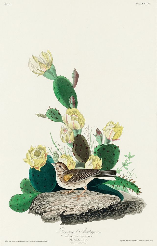Grass Finch, or Bay-winged Bunting from Birds of America (1827) by John James Audubon, etched by William Home Lizars.…