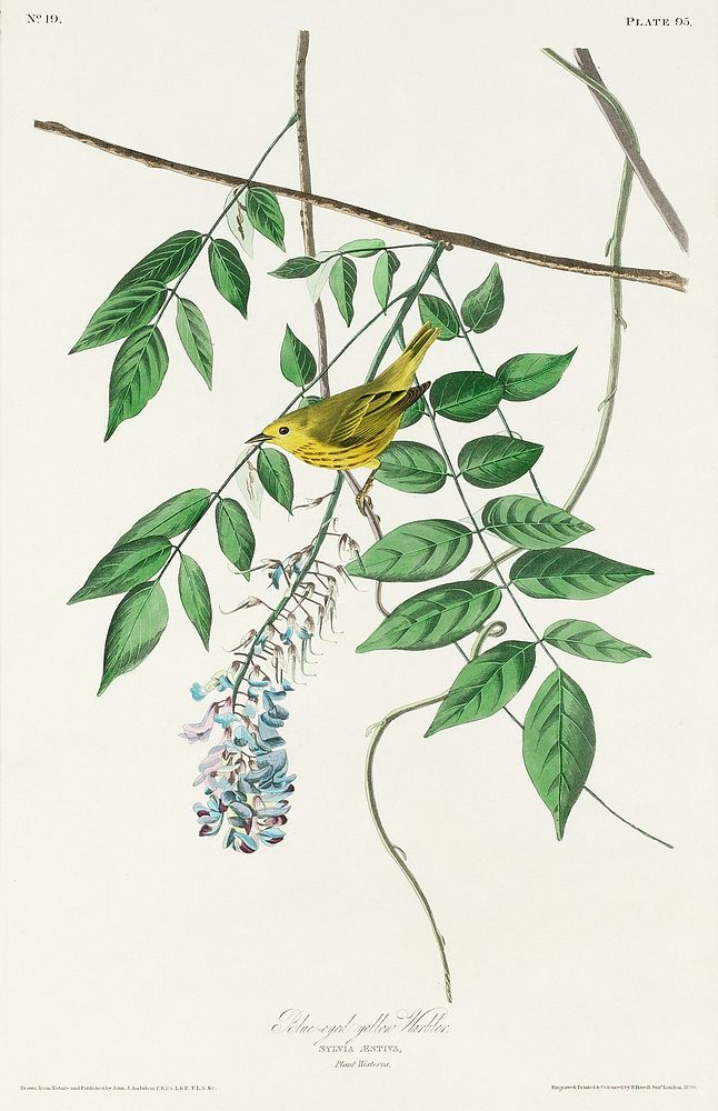 Blue-eyed yellow Warbler from Birds of America (1827) by John James Audubon, etched by William Home Lizars. Original from…