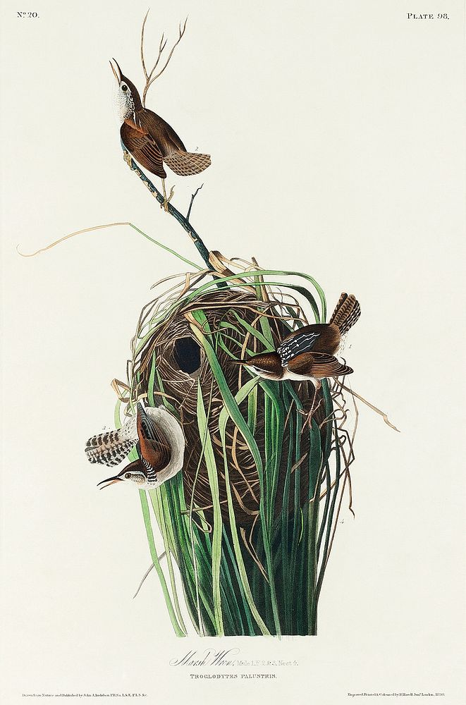 Marsh Wren from Birds of America (1827) by John James Audubon, etched by William Home Lizars. Original from University of…