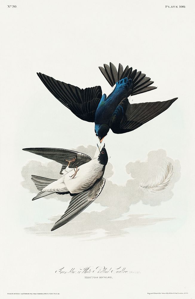 White-bellied Swallow from Birds of America (1827) by John James Audubon, etched by William Home Lizars. Original from…