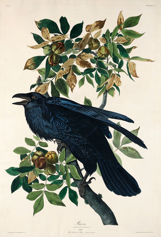 Raven from Birds of America (1827) by John James Audubon, etched by William Home Lizars. Original from University of…