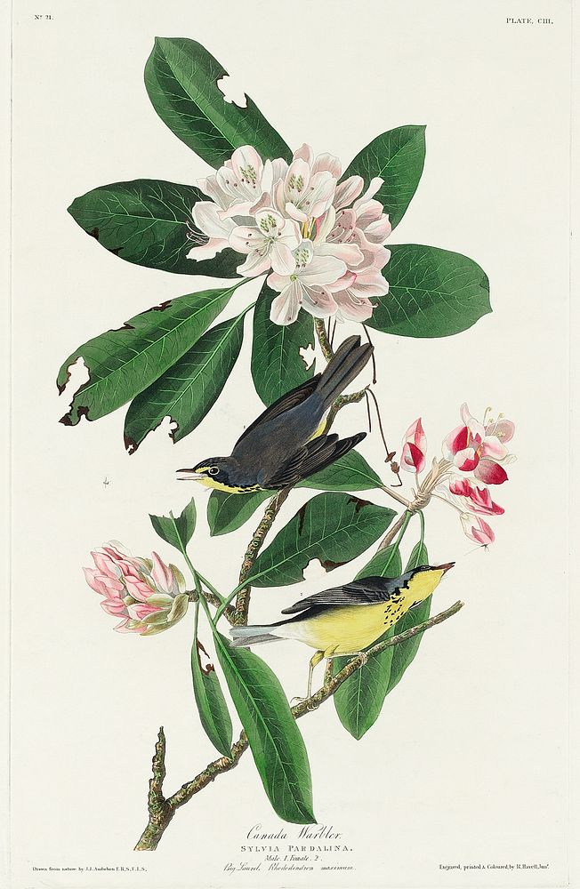 Canada Warbler from Birds of America (1827) by John James Audubon, etched by William Home Lizars. Original from University…