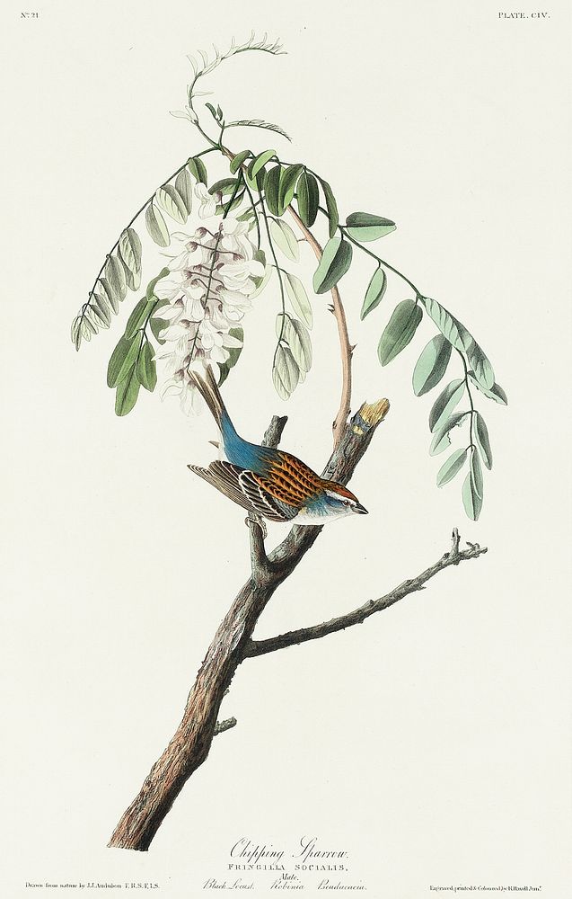 Chipping Sparrow from Birds of America (1827) by John James Audubon, etched by William Home Lizars. Original from University…