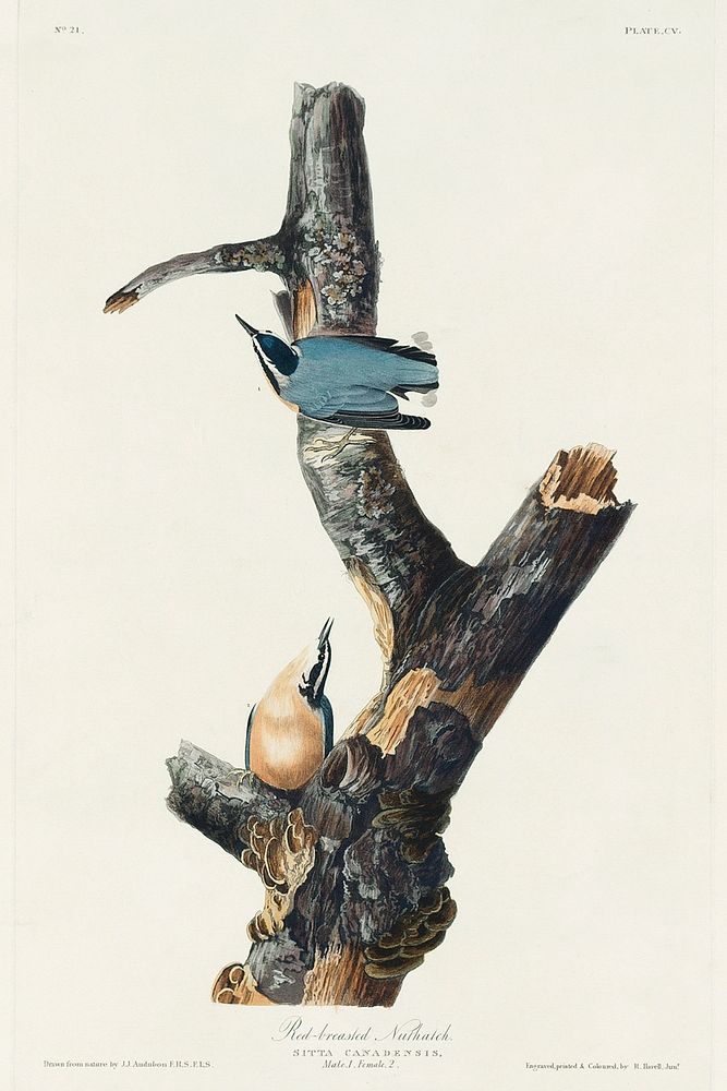 Red-breasted Nuthatch from Birds of America (1827) by John James Audubon, etched by William Home Lizars. Original from…