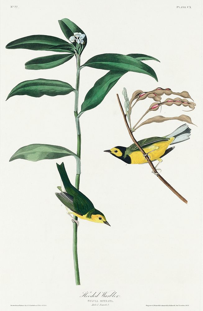 Hooded Warbler from Birds of America (1827) by John James Audubon, etched by William Home Lizars. Original from University…