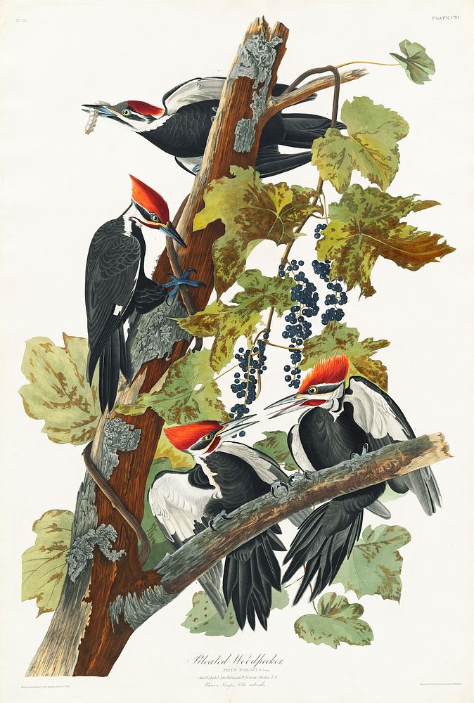 Pileated Woodpecker from Birds of America (1827) by John James Audubon, etched by William Home Lizars. Original from…
