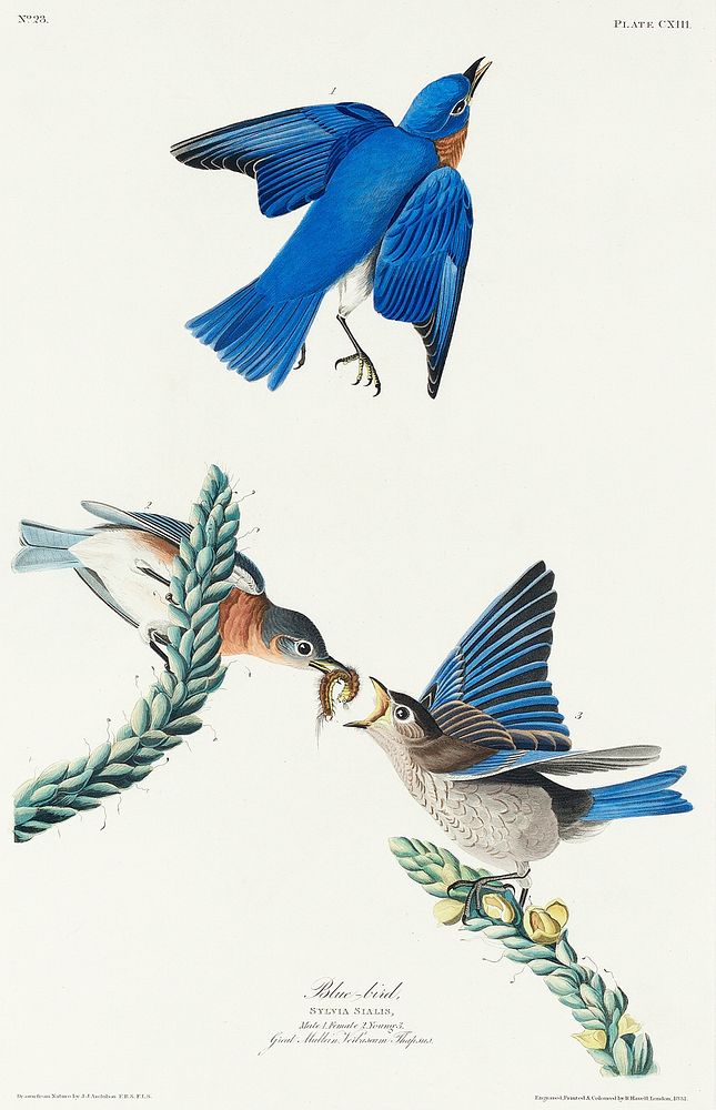 Blue-bird from Birds of America (1827) by John James Audubon, etched by William Home Lizars. Original from University of…