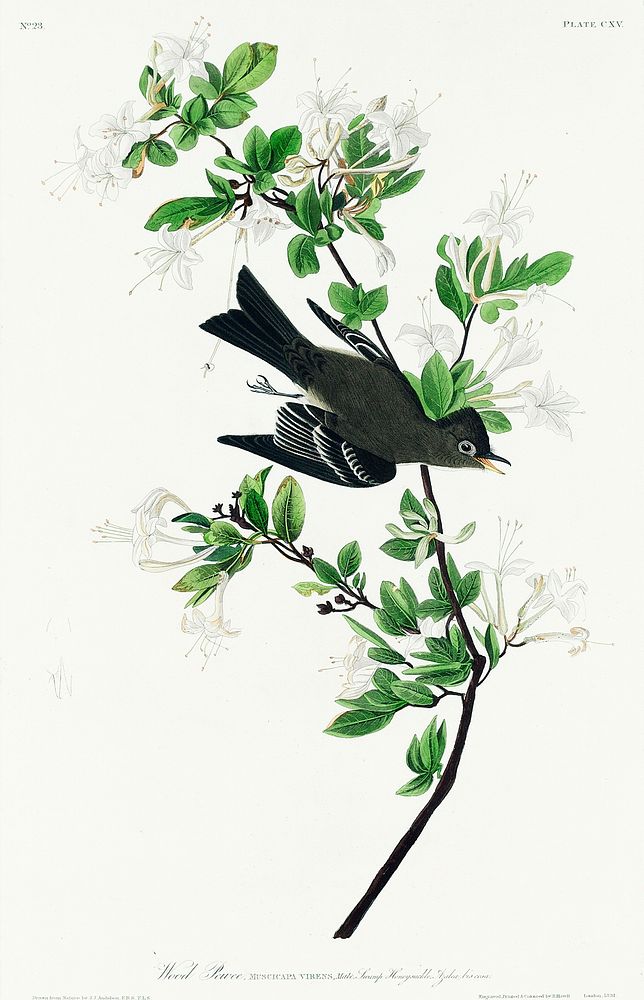 Wood Pewee from Birds of America (1827) by John James Audubon, etched by William Home Lizars. Original from University of…