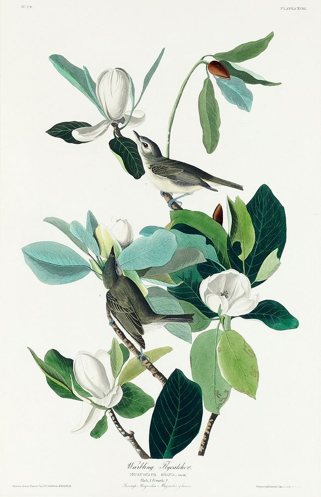 Warbling Flycatcher from Birds of America (1827) by John James Audubon, etched by William Home Lizars. Original from…