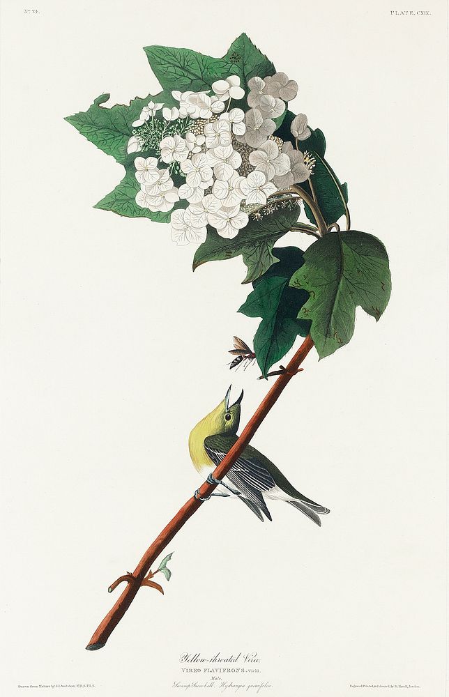 Yellow-throated Vireo from Birds of America (1827) by John James Audubon, etched by William Home Lizars. Original from…